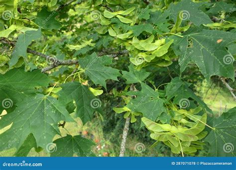 Norway Maple Tree stock photo. Image of seed, green - 287071078