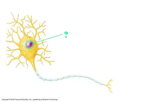 Practice Comprehensive Final Nervous System Questions Flashcards Quizlet