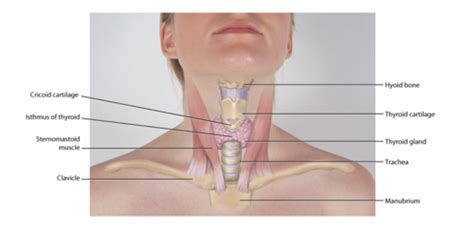 Chapter 14 Head Face Neck Regional Lymphatics Flashcards Quizlet