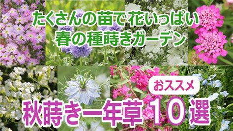 【秋蒔き一年草 オススメ10選】たくさんの苗で春の庭を花いっぱいに／種蒔きガーデン《育てやすくキレイな花が咲く》 Bv Naire