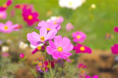 9月の誕生花一覧｜誕生日と誕生月の花言葉 Lovegreen ラブグリーン