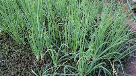 Como Plantar Cebolinha Veja Dicas Para O Cultivo Do Tempero