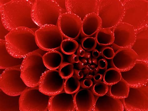 Dew tipped Red Dahlia Wallpapers | HD Wallpapers | ID #5709