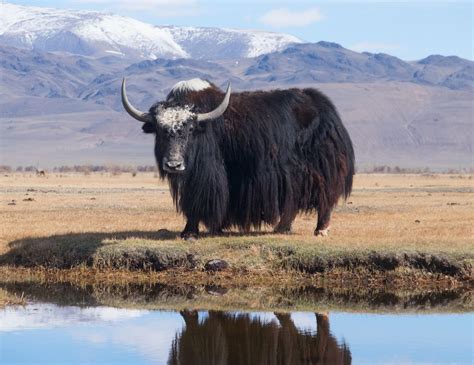 What Is a Yak? 8 Spectacular Facts About Yaks