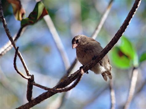 Scientists raid mangrove finch nests as they battle to save birds