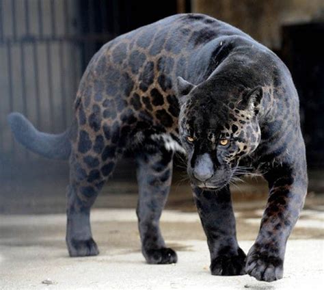 Melanism in Animals | メラニズム, 動物, かっこいい動物