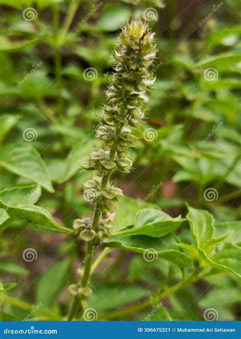 Basil flowers stock image. Image of seed, plant, green - 306675321