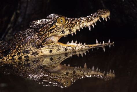 Young Caiman Showing His Teeth - Crocodile Facts and Information