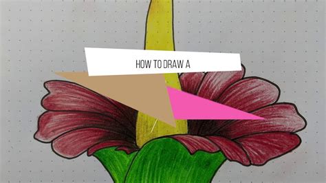 How to draw a Titan arum flower - YouTube