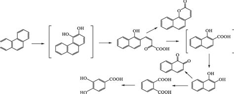 Phenanthrene Degradation And Transformation Pathways Download