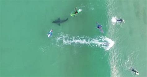 Watch Great White Shark Swims Amongst Surfers In Plettenberg Bay Sa