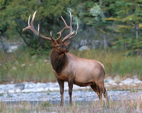 Elk Nature And Wildlife Photography