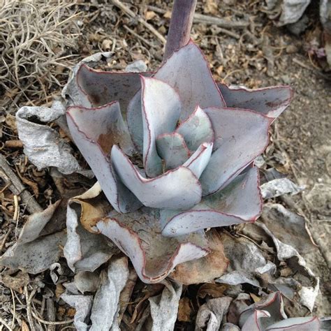 Echeveria Dionysos Tudo Sobre Essa Suculenta Guia Das Suculentas