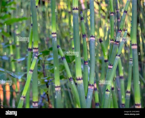 Tallos Herbáceos Fotografías E Imágenes De Alta Resolución Alamy