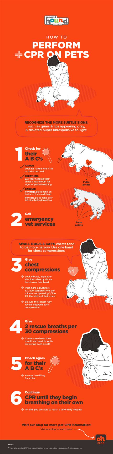 Dog Cpr Protocol