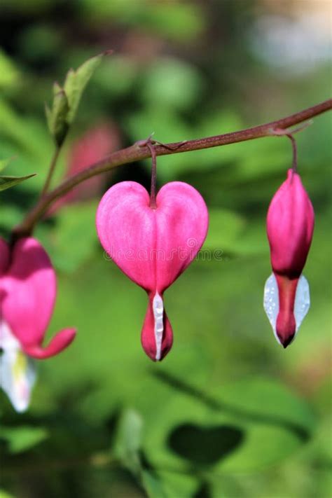 Planta Asiática Del Corazón Sangrante, Lamprocapnos Imagen de archivo