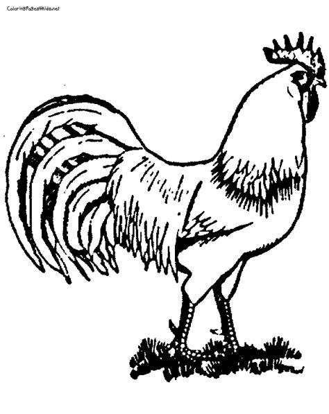 Fighting Roosters Coloring Page Free Printable Coloring Pages The