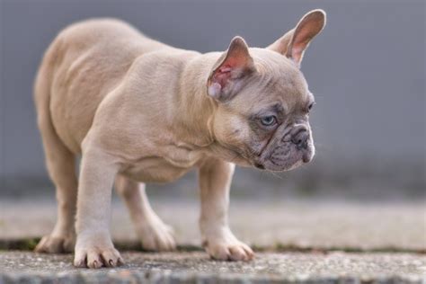 Blue Fawn French Bulldog Info Pictures Origin And History Dogster