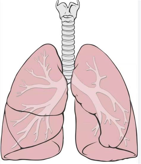 Pin De Mtra Anita En El Cuerpo Humano Zancadas Pulmones Sistema