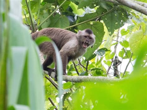 Brown Weeper Capuchin Cebus Brunneus · Inaturalist