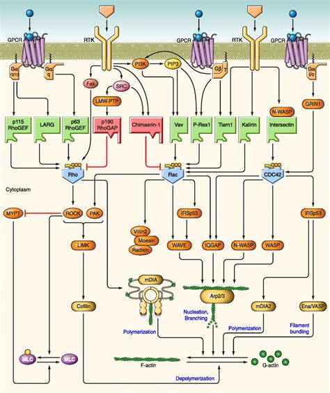 Inhibition And Termination Of Physiological Responses By Gtpase