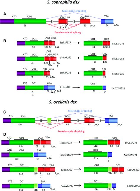 A D Molecular Organization Of The Dsx Gene Of S Coprophila A And Download Scientific