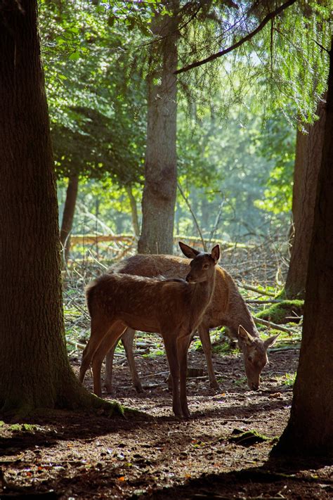 Deer Fallow Forest Free Photo On Pixabay Pixabay