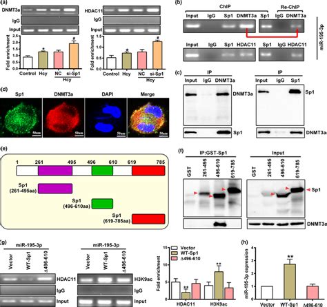 Sp1 Inhibits Hdac11 Binding To Mir‐195‐3p Promoter By Binding To