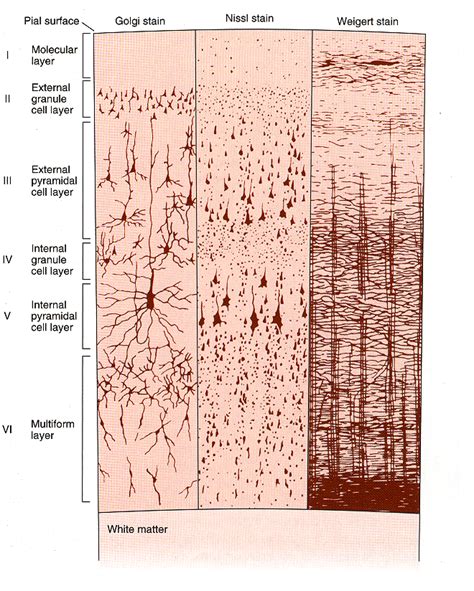 Figure 6 from Cortical Neurons and Circuits : A Tutorial Introduction ...