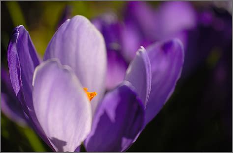 Krokus Forum F R Naturfotografen