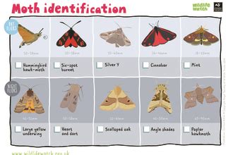 Moth Larvae Identification Chart