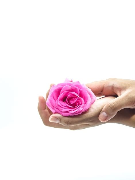 Premium Photo A Person Holding A Pink Flower In Their Hands