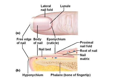 Ch 4 Skin And Body Membranes Epithelial Membranes