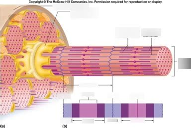 Skeletal Muscle Fiber Diagram | Quizlet