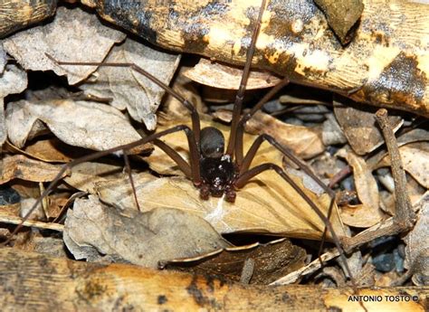 Dominican Spiders: Sicariidae, Loxosceles taino