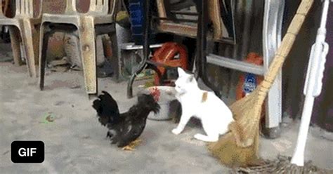 Black Cock Beats Up Small White Pussy GAG