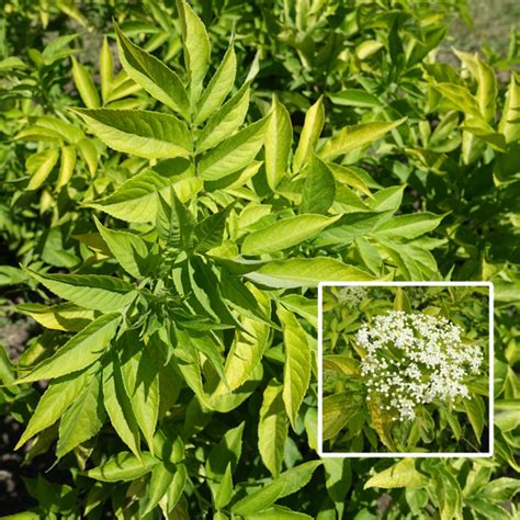 Golden Elderberry Sambucus Aurea Garden Express