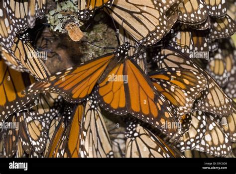 Las Mariposas Monarca Danaus Plexippus Sierra Chincua Santuario De