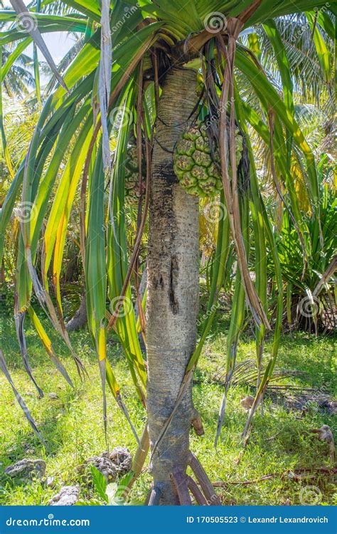 Pandanus Tectorius Tree With Growing Fruits On It At The Tropical