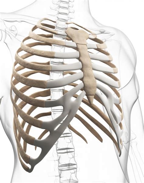 What Is The Xiphoid Process With Pictures