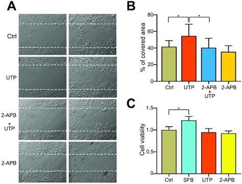 Inhibition Of Soce With Apb Block Utp Induced Cell Migration A