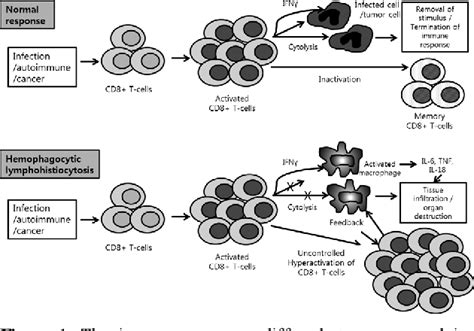 Figure 1 From Hemophagocytic Lymphohistiocytosis In Adults Overview Diagnosis And Treatment