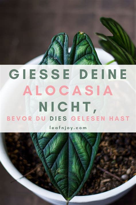 Wie Oft Sollten Alocasia Pflanzen Gegossen Werden Leafnjoy