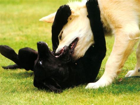 Cómo Detener Una Pelea De Perros Dogs Canine Dog Owners