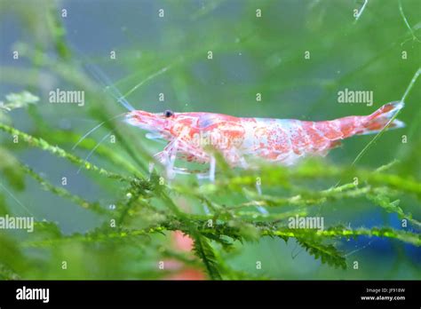 Portrait Of A Tropical Shrimp Stock Photo Alamy