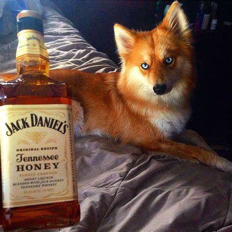 Meet Fox Dog, A Pomeranian-Husky Mix Who Is Taking... - awesome-picz