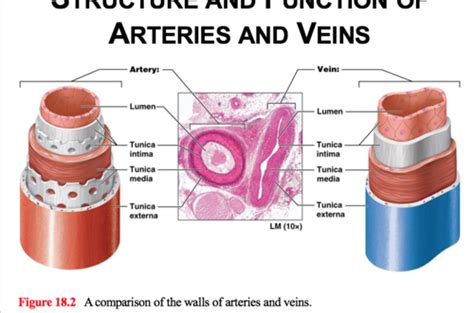 A P II The Cardiovascular System II The Blood Vessels Professor