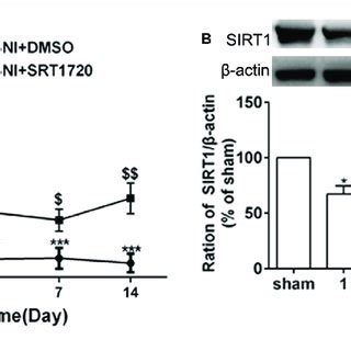 Sni Reduced Expression Of Drg Sirt And Intrathecal Administration Of