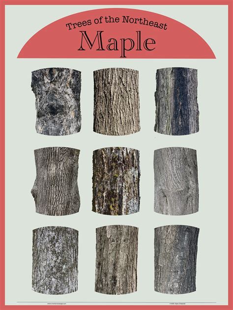 Trees Of The Northeast Maple Bark Poster 18x24 9 Unique Maple Tree Bark Photographs Many