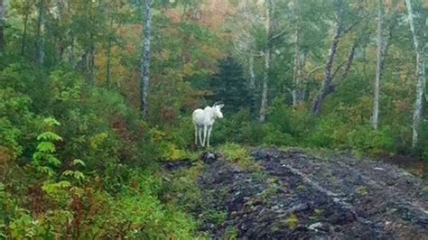 Albino moose to be honoured in Mi'kmaq ceremony | CBC News